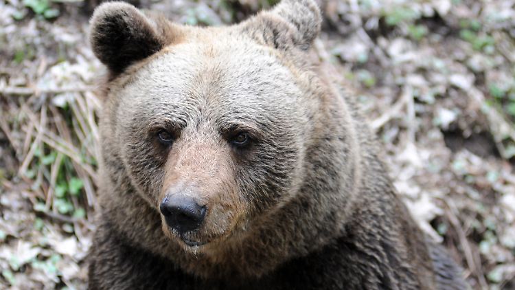 1999 wurden zehn Bären im Trentino angesiedelt, heute sollen es 120 sein.