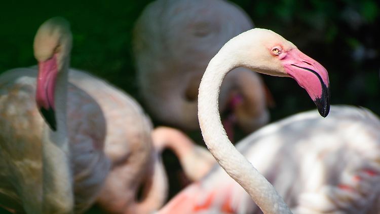 Mehr als 65 Jahren lebte Ingo der Flamingo im traditionsreichen Berliner Zoo. Zuletzt soll er nicht mehr der schnellste gewesen sein.