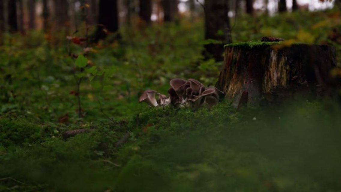 pilz.JPG