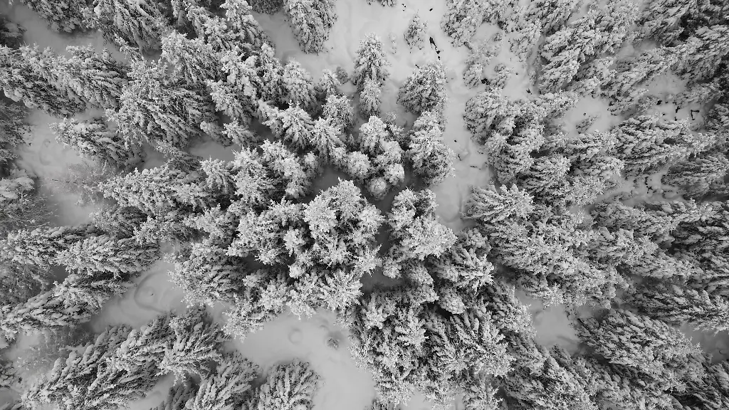 Blick-auf-schneebedeckte-Fichten