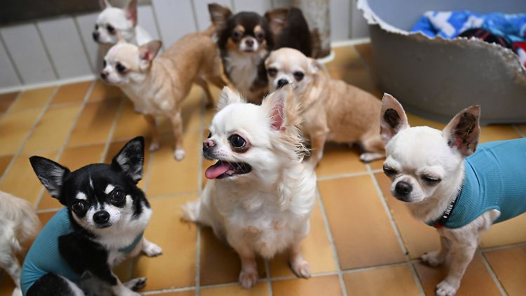 Mitte Januar wurden in Stuttgart diese Chihuahua gerettet. Insgesamt 68 der Rassehunde lebten bei einer überforderten Züchterin - teils in gestapelten Transportboxen.