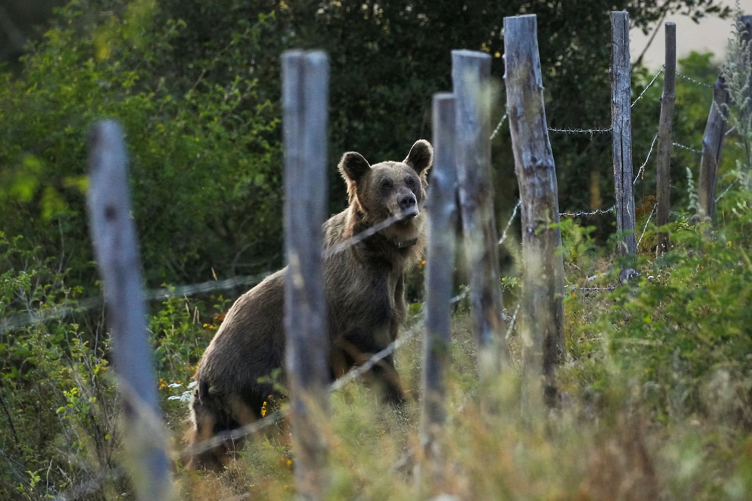 Vor drei Jahrzehnten waren Braunbären in Spanien fast ausgerottet. Inzwischen steigt ihre Zahl und die Tiere verirren sich immer wieder in die Bergdörfer im Norden des Landes. Und das so häufig, ...