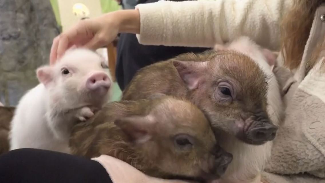 schweinchen.JPG