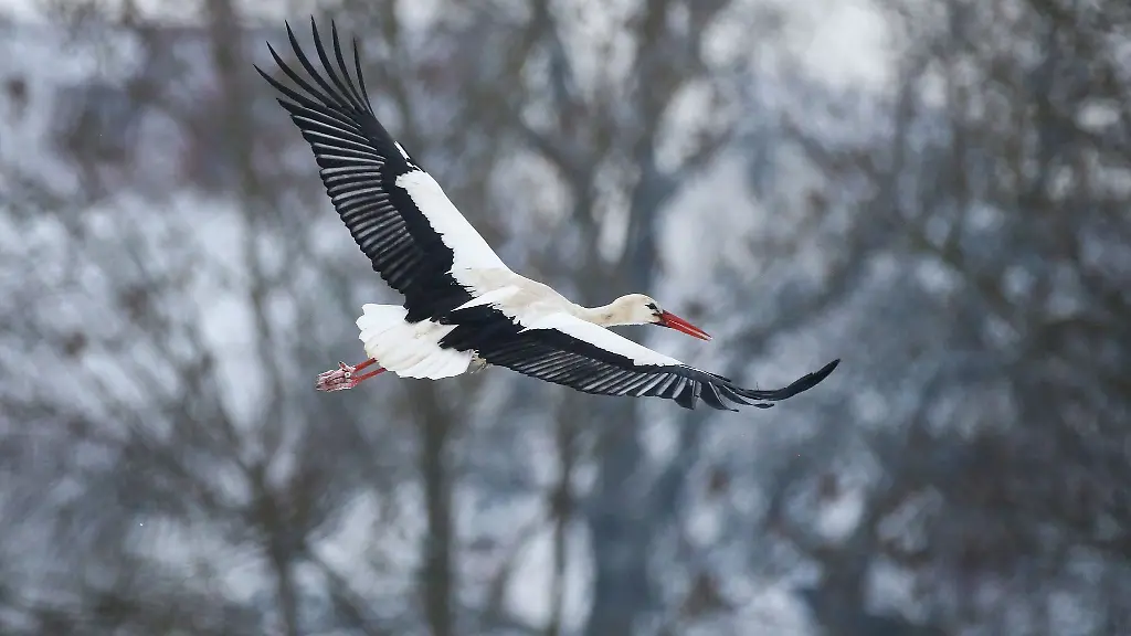 Ein-Storch-fliegt-an-mit-Schnee-bedeckten-Baeumen-vorbei