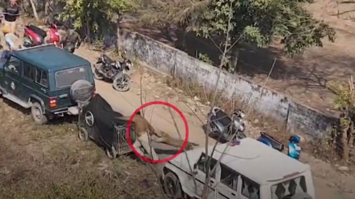 Leopard_Indien.JPG