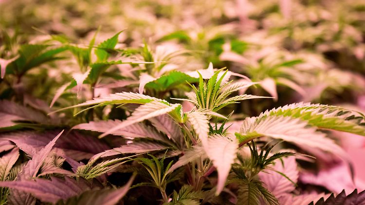 Laut dem Jahresbericht der deutschen Beobachtungsstelle für Drogen und Drogensucht gibt es circa 4,5 Millionen Cannabis-Konsumenten in Deutschland.