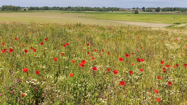 Klatschmohn statt Getreide: Diese Agrarfläche liegt aktuell brach. 