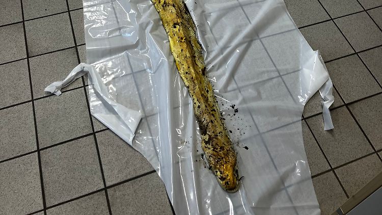 Stattliche vier Meter misst der tote Python.