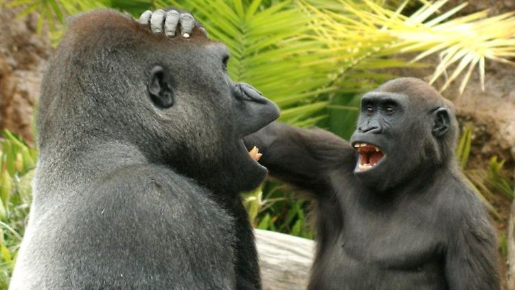 Scherze könnten bereits 13 Millionen Jahre alt sein. 
