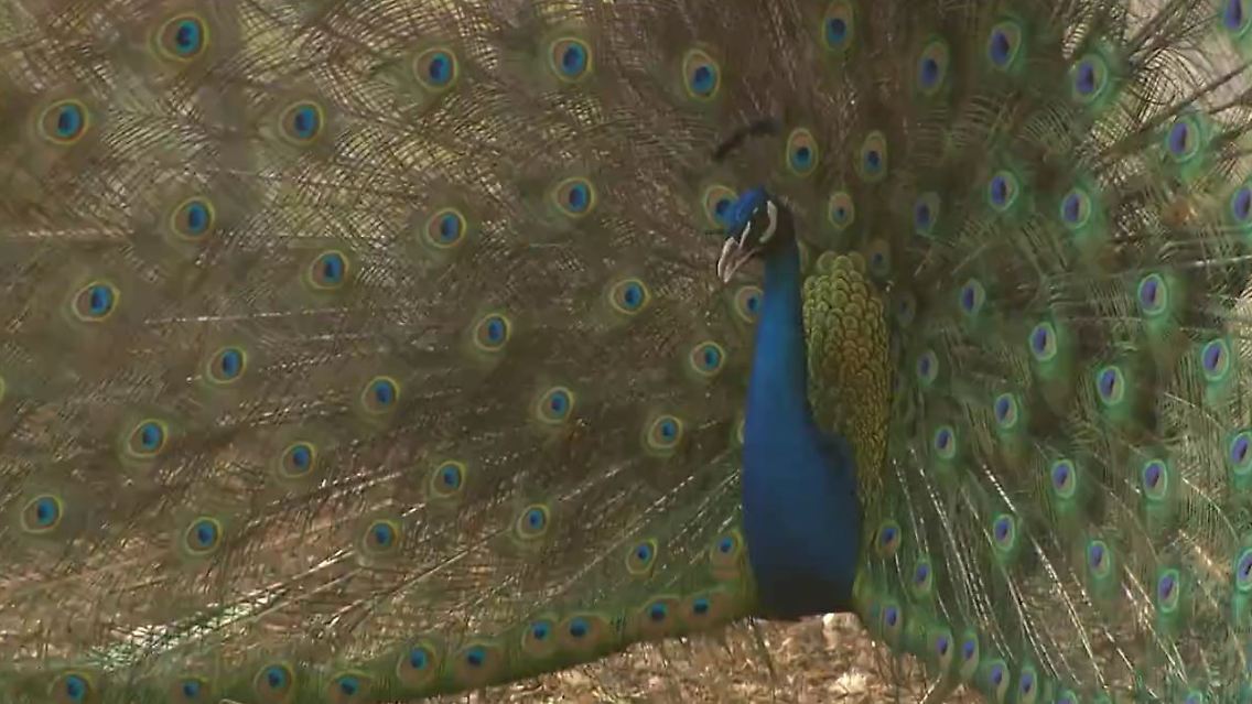 pfau.JPG