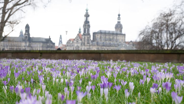 Wie hier in Dresden wagen sich die Krokusse schon an die Oberfläche. 