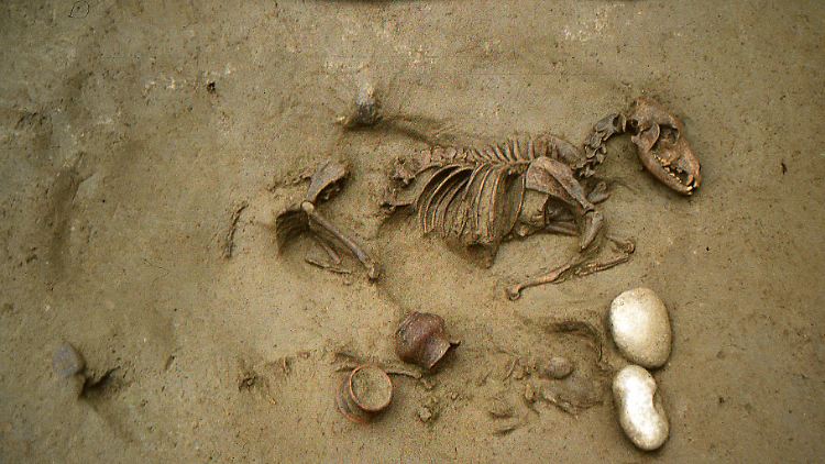 Das Foto zeigt ein Grab, in dem vor rund 2000 Jahren ein Hund und ein Baby bestattet wurden.