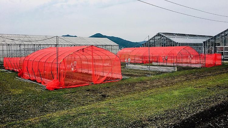 Bei den Experimenten wurden Lauchzwiebeln mit verschiedenen farbigen Netzen geschützt. 