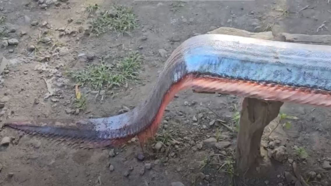 fisch1.JPG