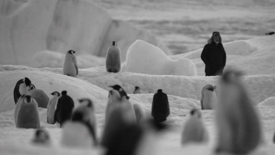 pinguine.JPG