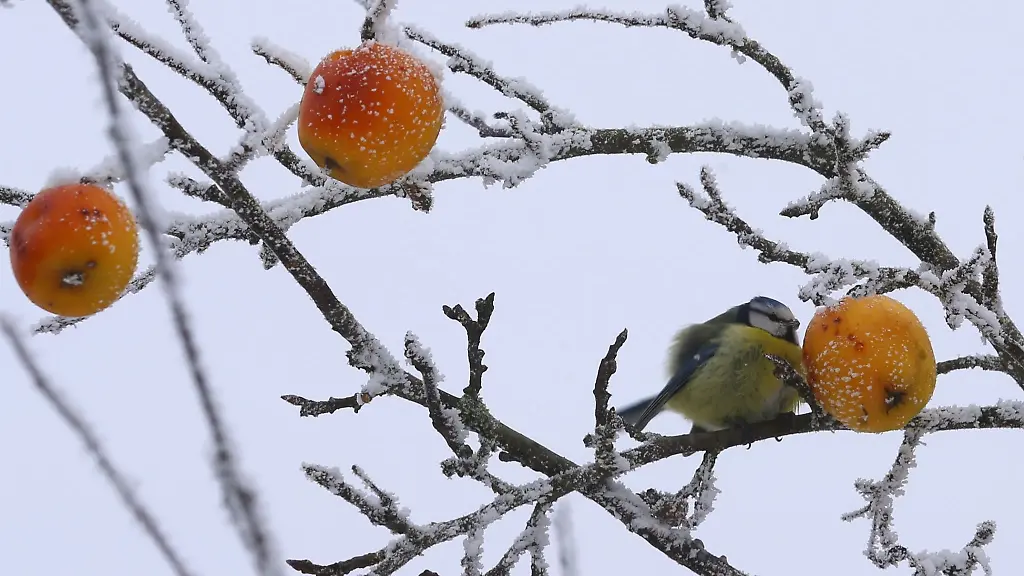 Ein-Vogel-sitzt-auf-einem-Zweig-und-pickt-an-einem-Apfel