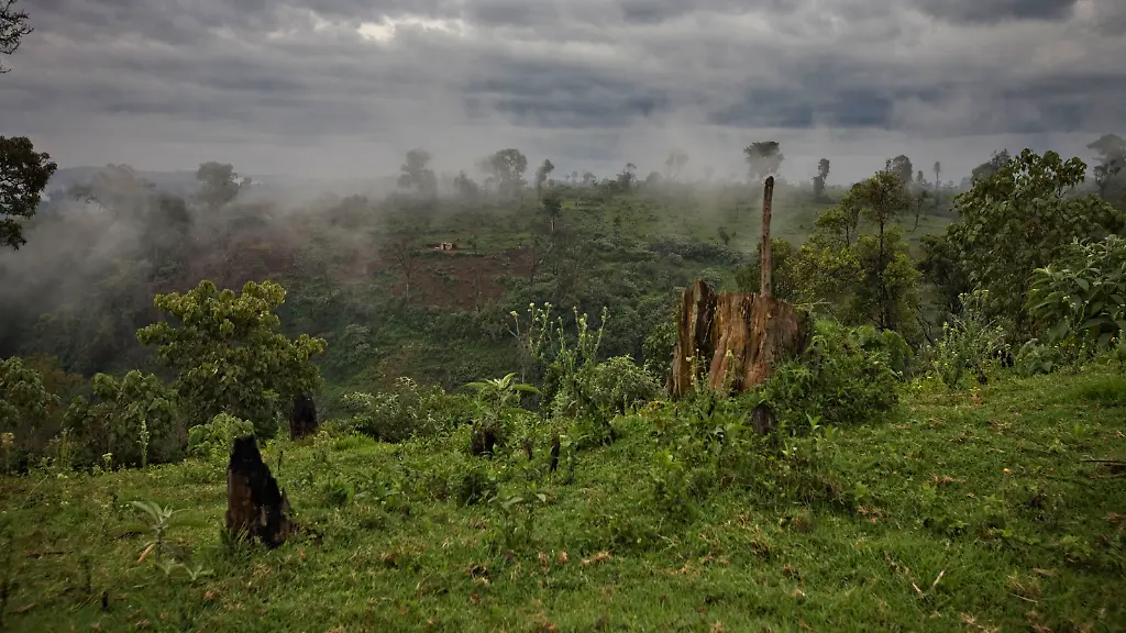 2008-09-03T120000Z-966462661-PM1E49212FQ01-RTRMADP-3-ENVIRONMENT-KENYA-FOREST
