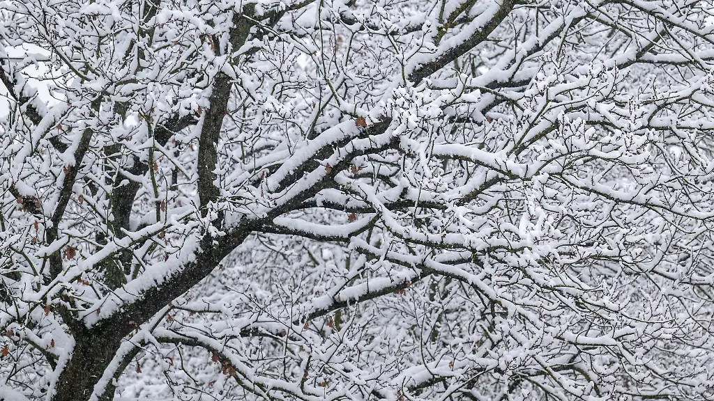 Schnee-liegt-in-Straubing-auf-einem-Baum