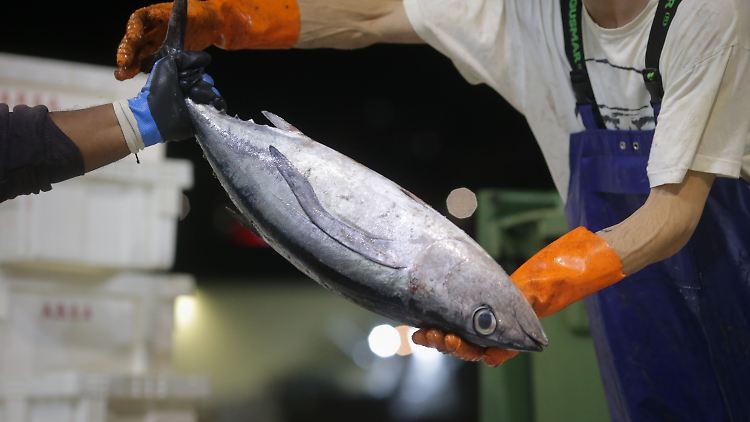 Thunfisch ist weltweit die meistgehandelte aller Fischarten: Etwa 5 Millionen Tonnen werden laut der Welternährungsorganisation FAO jedes Jahr gefangen.
