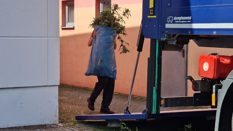 Ein Fall für den Straferlass? Polizisten schleppen illegale Cannabispflanzen aus einer Lagerhalle.