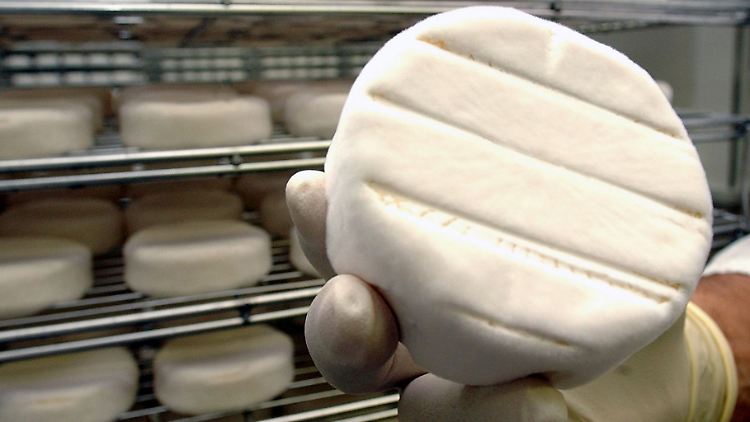 Flaumig-weiß - vielleicht sieht der Camembert nicht mehr lange so aus. Es wäre aber möglich, ihn mit anderen Pilzstämmen zu fermentieren.
