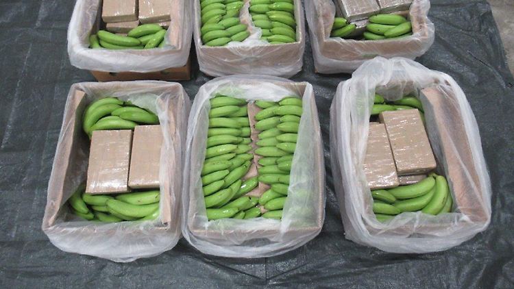 In den Bananenkisten lagen auch große Kokainblöcke.