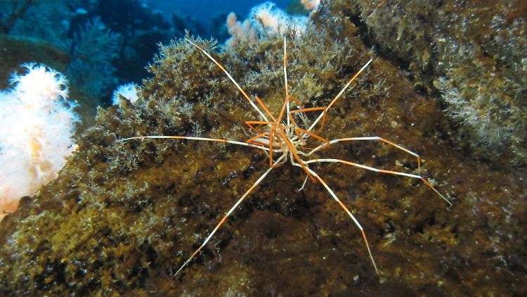 Zwei Asselspinnen der Art Colossendeis megalonyx aufeinander.