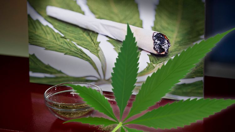 Die Legalisierung von Cannabis soll vor allem den Schwarzmarkt schwächen. 