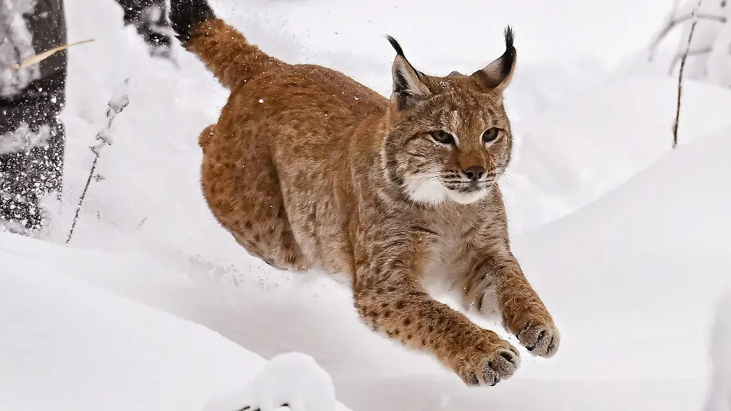 Luchskatze-Finja-rennt-nach-dem-Oeffnen-der-Transportbox-in-den-verschneiten-Schwarzwald