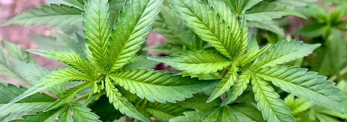 Die Ampel-Koalition will Cannabis mit genauen Regeln legalisieren.