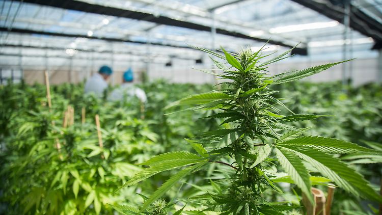 Schon seit der Freigabe von Cannabis auf Rezept gab es Spekulationen über die Freigabe für den Freizeitkonsum. Die Zweifel an der geplanten Umsetzung aber sind groß.