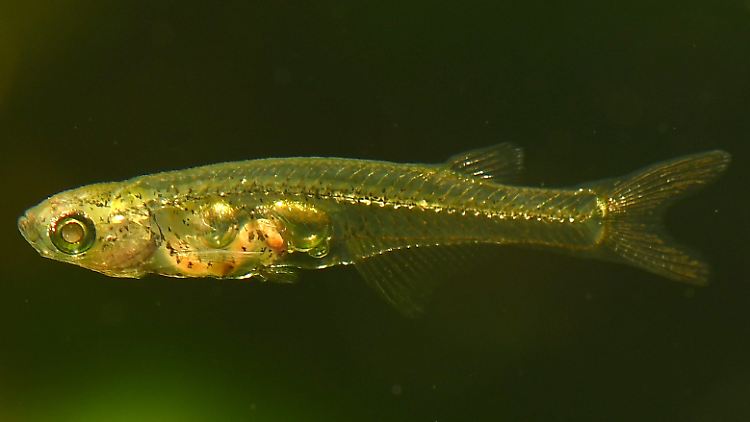 Klein, aber dafür um so lauter: Danionella-cerebrum-Männchen.
