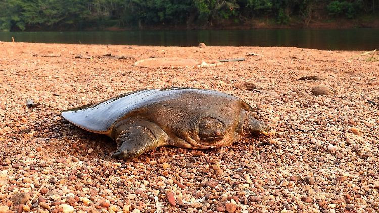 Cantors Riesen-Weichschildkröte (Pelochelys cantorii) aufgenommen am Chandragiri-Fluss in der indischen Region Kerala. 