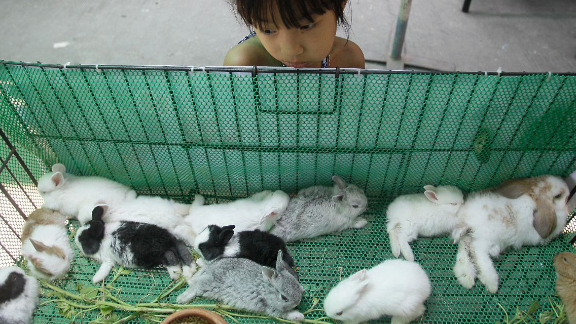 Oh, sind die süß: Zum Jahr des Hasen wünschen sich noch mehr Kinder ein lebendes Kuscheltier - und bekommen den Wunsch auch oft erfüllt.