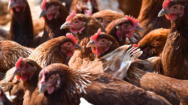 Vogelgrippe wird oft von Hühnern übertragen, die sich bei Wildtieren angesteckt haben.