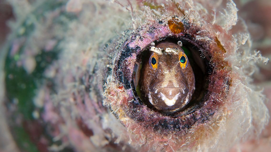 Seeschmetterlinge suchen meist in verlassenen Schnecken Unterschlupf. Dieses Exemplar hat auf dem Grund des Flusses Fal in Cornwell eine Glasflasche bezogen, die von rosafarbenem Muschelkalk verschönert wird (1. Platz "British Waters Living Together"). Da der Wettbewerb in Großbritannien ausgetragen wird, ...