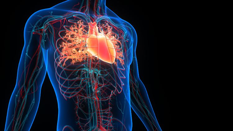 Sie ist nun auf einer Stufe mit Herz, Lunge und Gehirn: die Aorta.