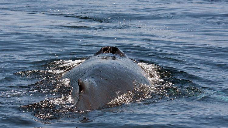 Der Rücken eines Buckelwales. Die Tiere können bis zu 13 Meter lang und 30.000 Kilogramm schwer werden. 