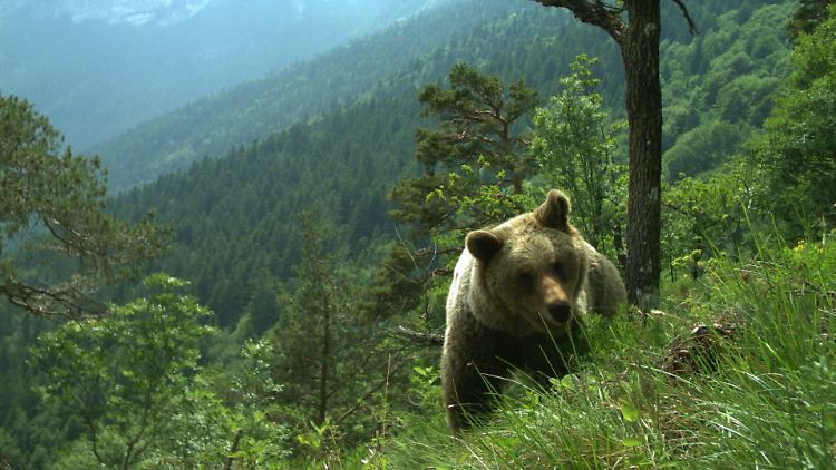 Ein Braunbär in einem hügeligen Gebiet im Trentino.