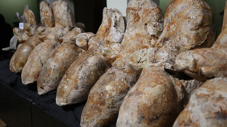 Die rund 39 Millionen Jahre alten Knochen des in Peru entdeckten Wals sind im Museum für Geschichte der Naturkunde in San Marcos, Peru zu sehen. 
