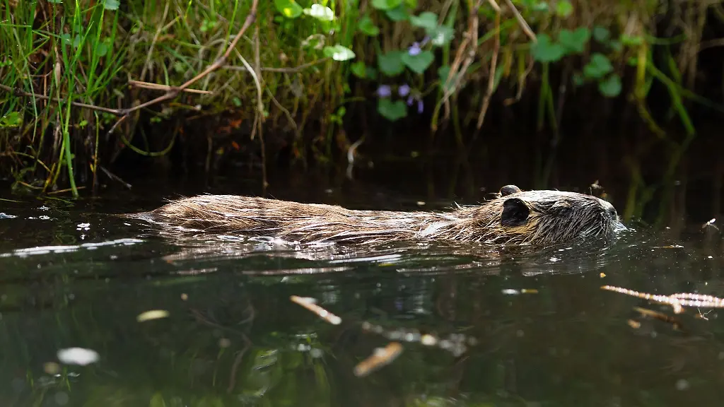 Eine-Nutria-schwimmt-in-einem-Kanal-im-Spreewald