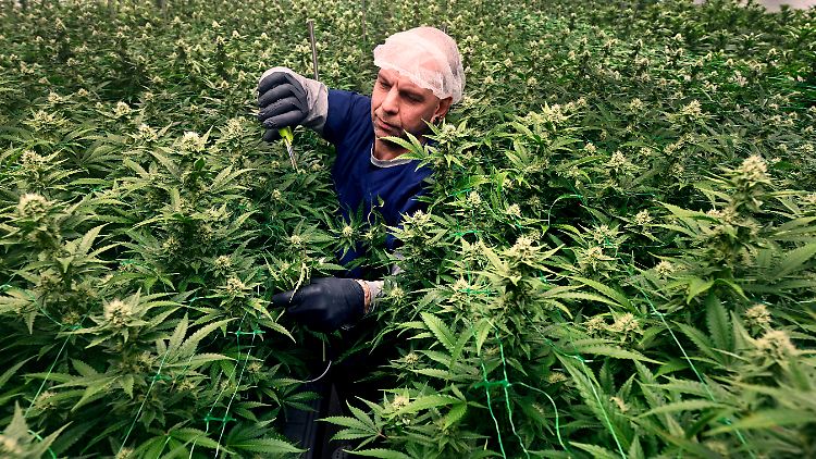 Kommerziellen Anbau von Cannabis verbietet das Völkerrecht - so sieht es die Union.