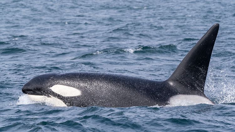 Orcas sind hervorragende Jäger und können im Rudel auch große Beutetiere meist problemlos erlegen.