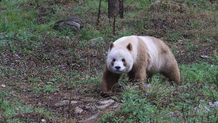 Forschenden zufolge ist nur ein einzelnes verändertes Gen für die ungewöhnliche Fellfärbung des Pandas verantwortlich.