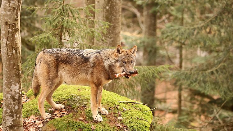Der europäische Wolf ist auch als Canis lupus lupus bekannt.