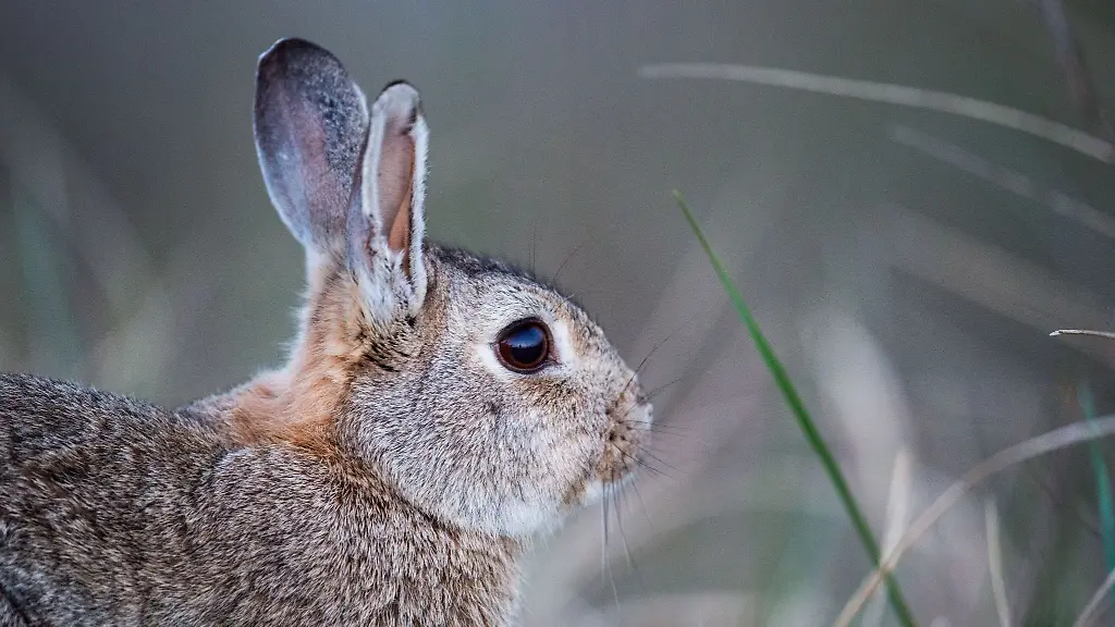 Ein-Wildkaninchen-sitzt-zwischen-Graesern-und-Straeuchern