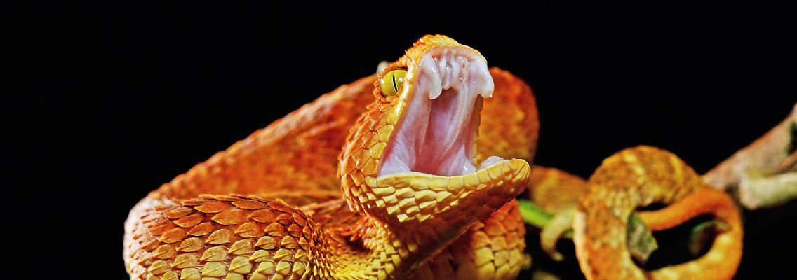imago0092972571h.jpg