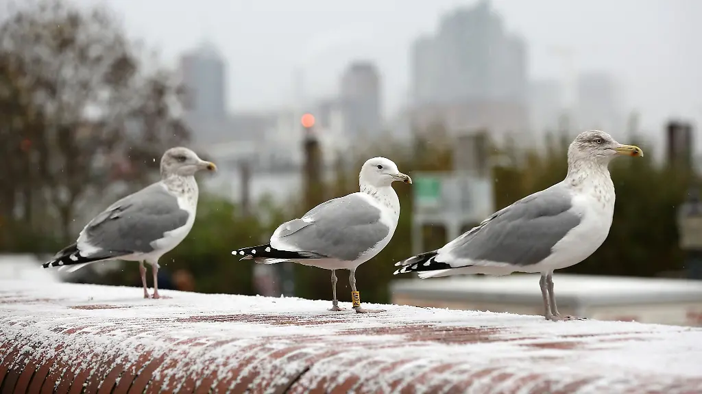 Moewen-stehen-auf-einer-Mauer-am-Hamburger-Fischmarkt-auf-der-Schnee-liegt