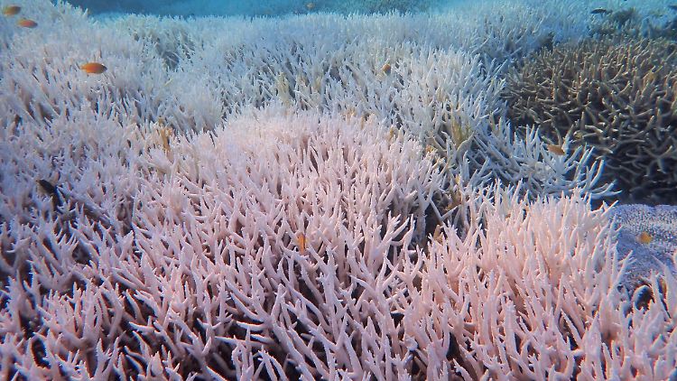 Gebleichte Korallen bei Heron Island vor Queensland.