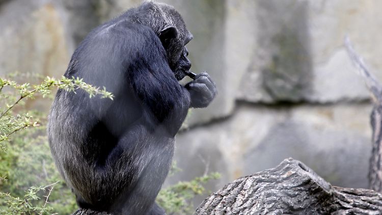 Ein Schimpanse im Zoo.